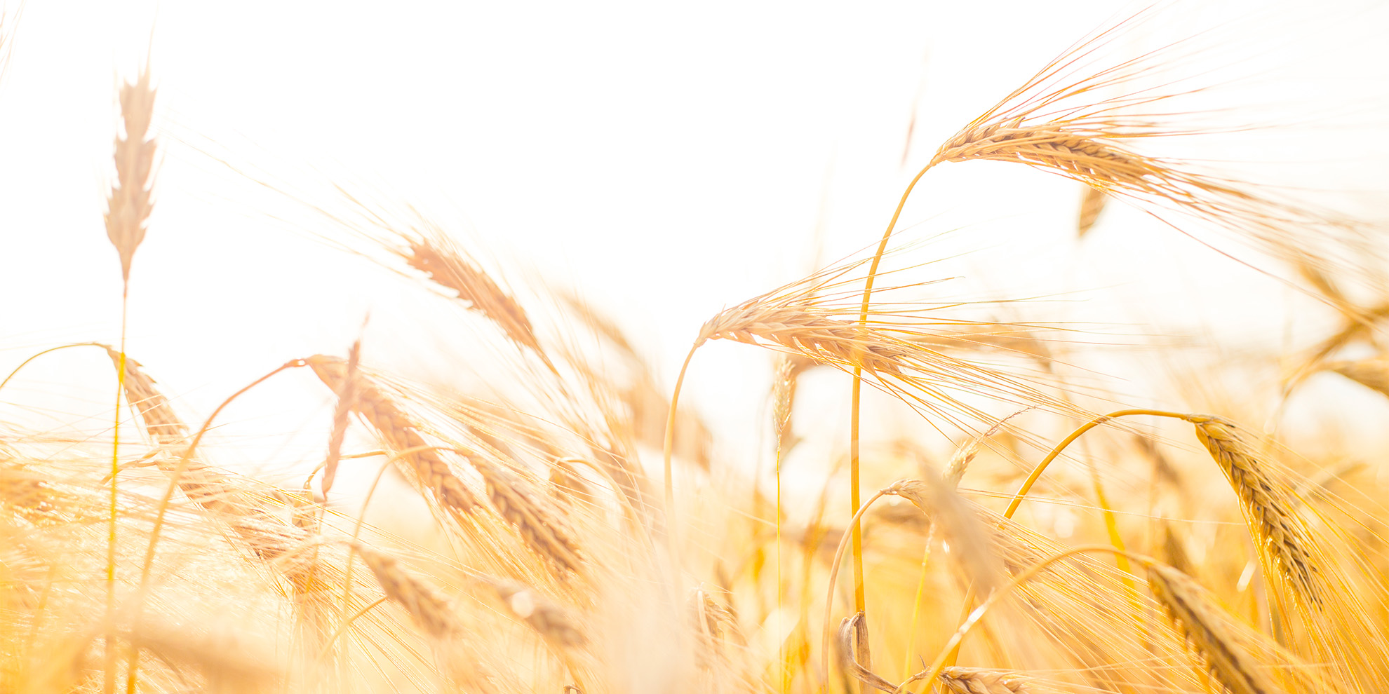 Buğdayın Kıymetini Biliyoruz...