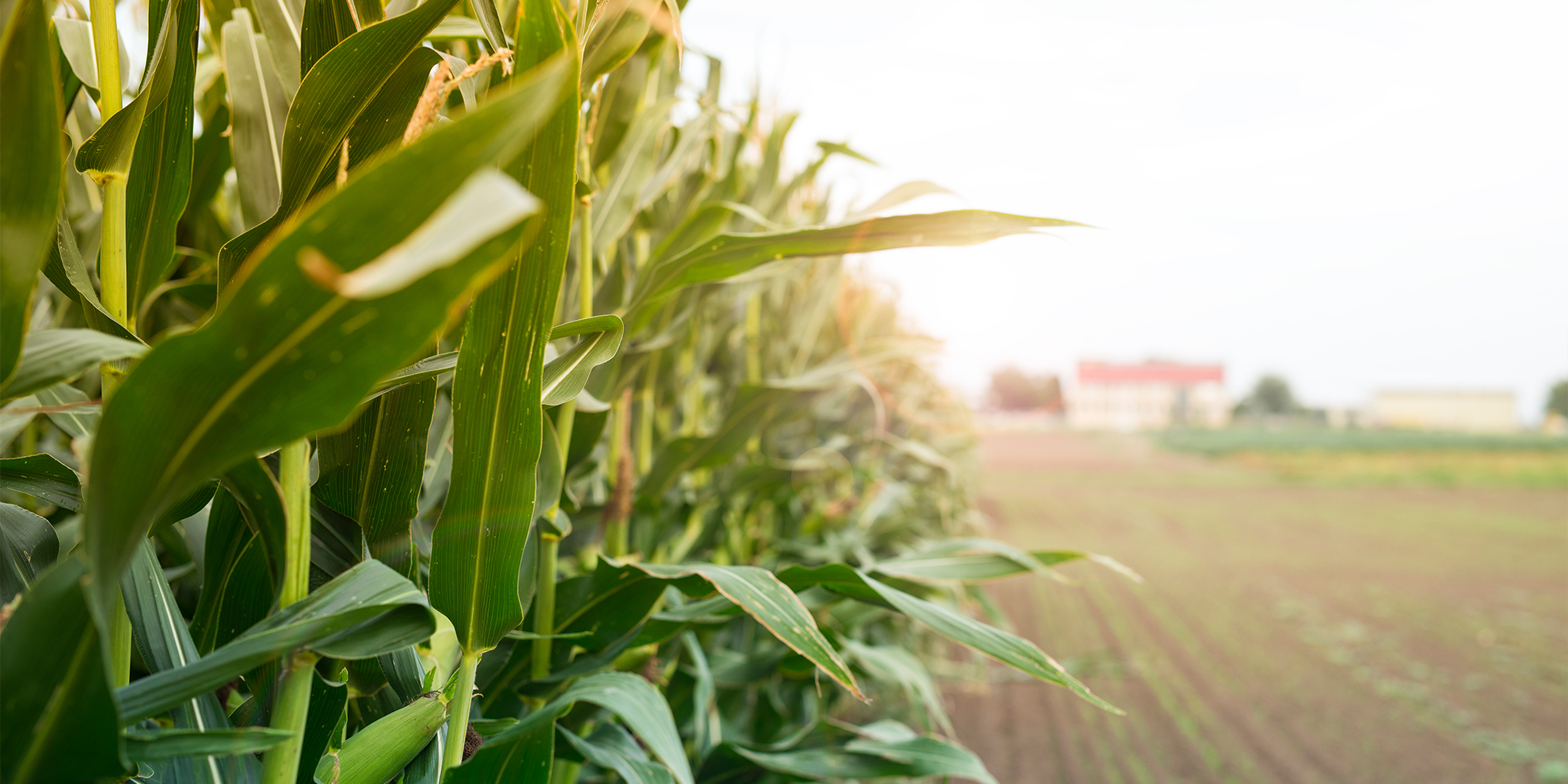 Mısır Flake Nedir ?